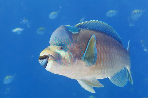 Bumphead parrotfish (Scarus perrico), El Pardito Island