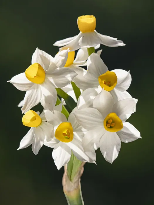 Framed Print : Bunch-flowered narcissus (Narcissus tazetta) flower head, growing on limestone, Umbria, Italy. February Framed Print : Bunch-flowered narcissus (Narcissus tazetta) flower head, growing on limestone, Umbria, Italy. February