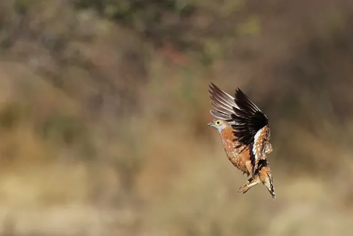 Framed Print : Burchell's sandgrouse (Pterocles burchelli) male, in flight, Khamab Kalahri Reserve, Northern Cape, South Africa Framed Print : Burchell's sandgrouse (Pterocles burchelli) male, in flight, Khamab Kalahri Reserve, Northern Cape, South Africa
