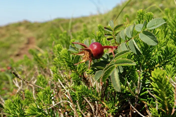 Framed Print : Burnet rose (Rosa pimpinellifolia) hip ripening on coastal heathland, The Lizard, Cornwall, England, UK. June Framed Print : Burnet rose (Rosa pimpinellifolia) hip ripening on coastal heathland, The Lizard, Cornwall, England, UK. June