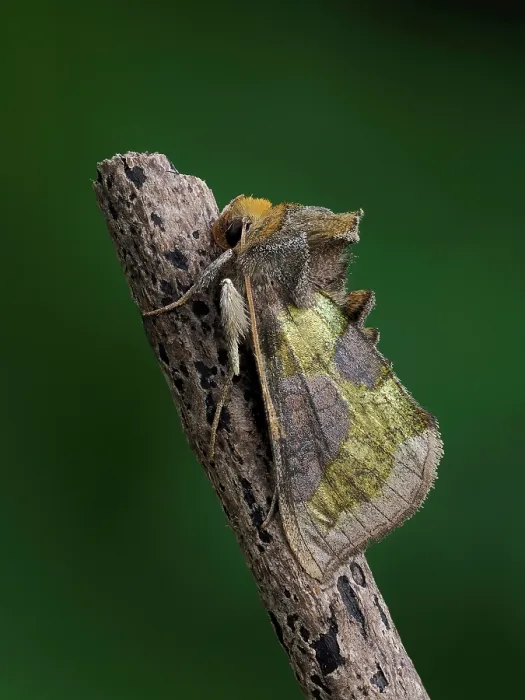 Framed Print : Burnished brass moth (Diachrysia chrysitis) portrait, Hertfordshire, England, UK. May. Focus stacked Framed Print : Burnished brass moth (Diachrysia chrysitis) portrait, Hertfordshire, England, UK. May. Focus stacked