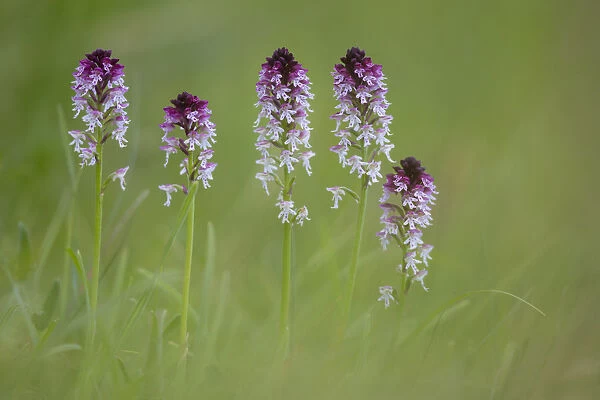 Burnt  /  Burnt-tip Orchid (Orchis ustulata) flowering in ancient alpine meadow. Nordtirol
