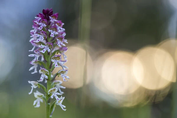 Burnt  /  Burnt-tip Orchid (Orchis ustulata) flowering in ancient alpine meadow at sunrise