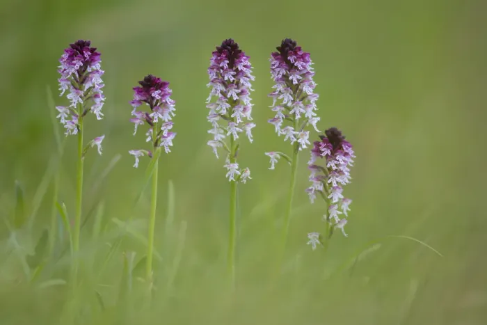 Framed Print : Burnt / Burnt-tip Orchid (Orchis ustulata) flowering in ancient alpine meadow. Nordtirol Framed Print : Burnt / Burnt-tip Orchid (Orchis ustulata) flowering in ancient alpine meadow. Nordtirol