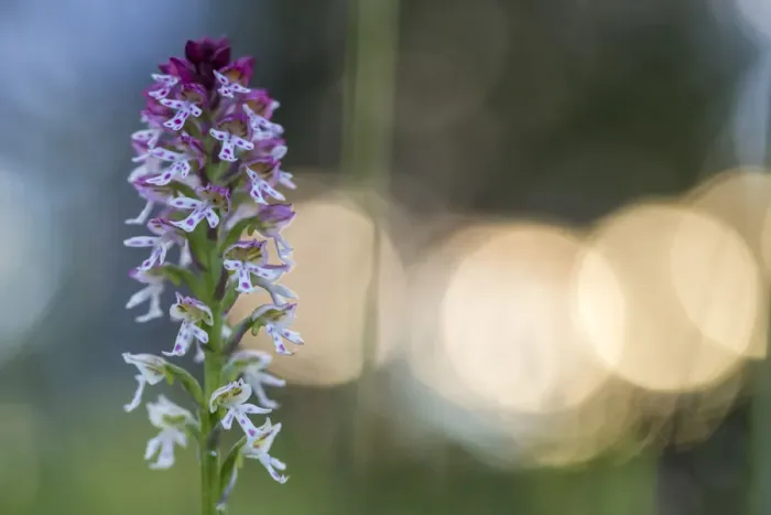 Framed Print : Burnt / Burnt-tip Orchid (Orchis ustulata) flowering in ancient alpine meadow at sunrise Framed Print : Burnt / Burnt-tip Orchid (Orchis ustulata) flowering in ancient alpine meadow at sunrise