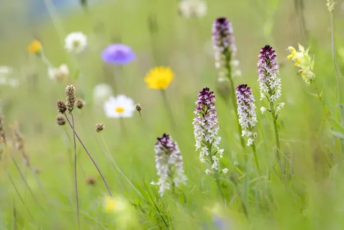 Framed Print : Burnt-tip orchid (Neotinea ustulata) group flowering in species rich ancient alpine meadow Framed Print : Burnt-tip orchid (Neotinea ustulata) group flowering in species rich ancient alpine meadow