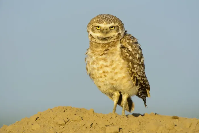 Framed Print : Burrowing owl (Athene cunicularia) Adams County, Washington, USA. May Framed Print : Burrowing owl (Athene cunicularia) Adams County, Washington, USA. May