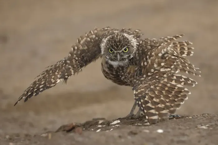 Framed Print : Burrowing owl (Athene cunicularia) doing rain dance, spreading wings Framed Print : Burrowing owl (Athene cunicularia) doing rain dance, spreading wings