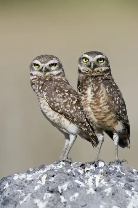 Framed Print : Burrowing Owl (Athene cunicularia) pair stand at their nesting site, Piaui, Brazil