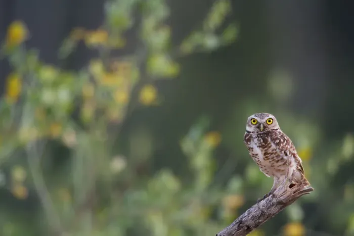 Framed Print : Burrowing owl (Athene cunicularia) perched on branch, Tambopata, Madre de Dios, Peru Framed Print : Burrowing owl (Athene cunicularia) perched on branch, Tambopata, Madre de Dios, Peru