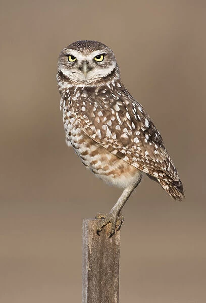 Burrowing Owl {Athene cunicularia} perched on post, Cape Coral, Florida, USA