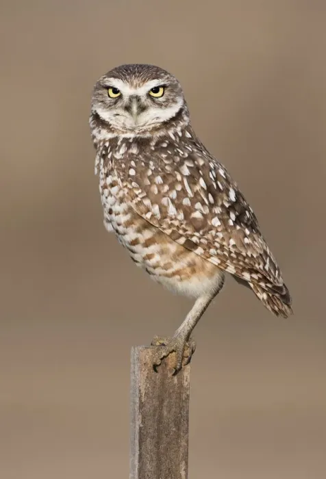 Framed Print : Burrowing Owl {Athene cunicularia} perched on post, Cape Coral, Florida, USA Framed Print : Burrowing Owl {Athene cunicularia} perched on post, Cape Coral, Florida, USA