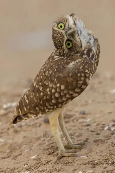 Framed Print : Burrowing owl (Athene cunicularia) rotating head, Arizona, USA Framed Print : Burrowing owl (Athene cunicularia) rotating head, Arizona, USA