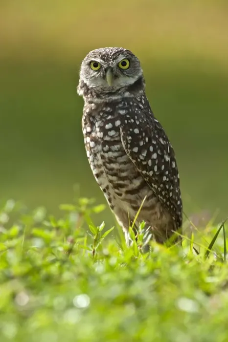 Framed Print : Burrowing owl (Athene cunicularia) standing at burrow entrance, Cape Coral, Florida Framed Print : Burrowing owl (Athene cunicularia) standing at burrow entrance, Cape Coral, Florida