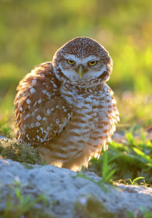Framed Print : Burrowing owl (Athene cunicularia) standing at nest site, Cape Coral, Florida, USA. March Framed Print : Burrowing owl (Athene cunicularia) standing at nest site, Cape Coral, Florida, USA. March