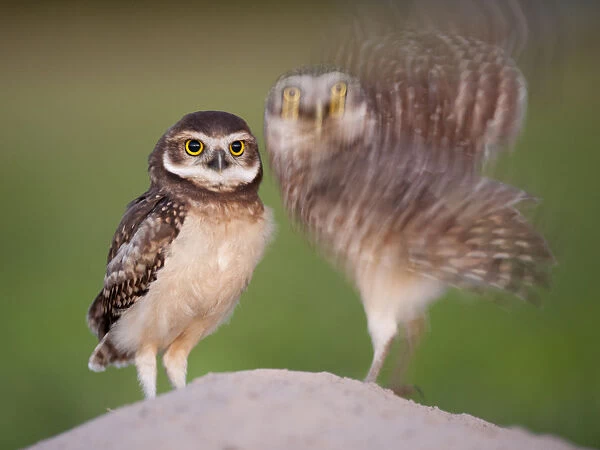 Two Burrowing owls (Athene cunicularia) fledgling with adult about to take off, Pantanal, Brazil
