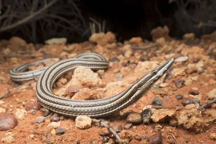 Framed Print : Burtons legless lizard (Lialis burtonis), near Yulara, Northern Territory, Australia Framed Print : Burtons legless lizard (Lialis burtonis), near Yulara, Northern Territory, Australia
