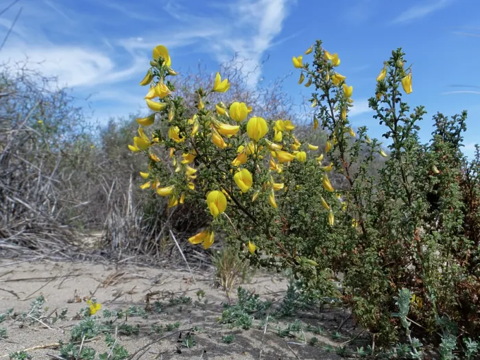 Framed Print : Bush restharrow (Ononis natrix ramosissima) flowering on coastal sand dunes, Cabo de Gata-Nijar Natural Park, Almeria, Spain. March Framed Print : Bush restharrow (Ononis natrix ramosissima) flowering on coastal sand dunes, Cabo de Gata-Nijar Natural Park, Almeria, Spain. March