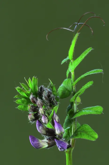 Framed Print : Bush vetch (Vicia sepium) in flower, Dorset, England, UK. May. Studio shot Framed Print : Bush vetch (Vicia sepium) in flower, Dorset, England, UK. May. Studio shot
