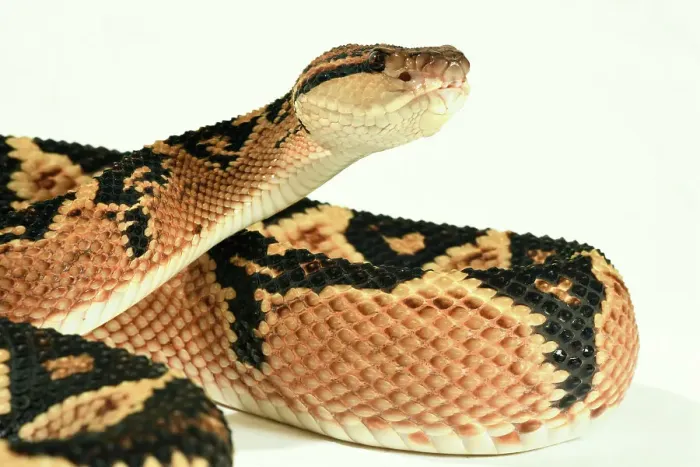 Framed Print : Bushmaster (Lachesis muta) with white background, captive from South America Framed Print : Bushmaster (Lachesis muta) with white background, captive from South America