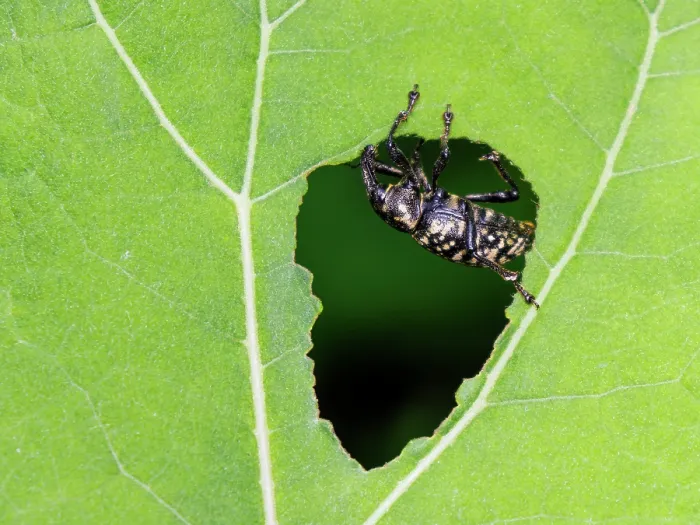 Framed Print : Butterbur weevil (Liparus glabrirostris) feeding on Butterbur leaf (Petasites hybridus), Upper Bavaria, Germany. May Framed Print : Butterbur weevil (Liparus glabrirostris) feeding on Butterbur leaf (Petasites hybridus), Upper Bavaria, Germany. May