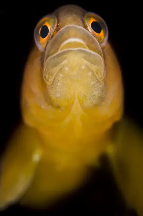 Framed Print : Butterfish (Pholis gunnellus) portrait. Gardur, south west Iceland. North Atlantic Ocean Framed Print : Butterfish (Pholis gunnellus) portrait. Gardur, south west Iceland. North Atlantic Ocean