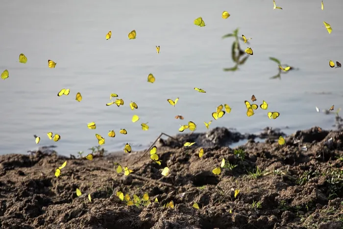 Framed Print : Butterflies (Lepidoptera) in flight over salt lick on shore of lake, Lake Mburo National Park, Uganda Framed Print : Butterflies (Lepidoptera) in flight over salt lick on shore of lake, Lake Mburo National Park, Uganda