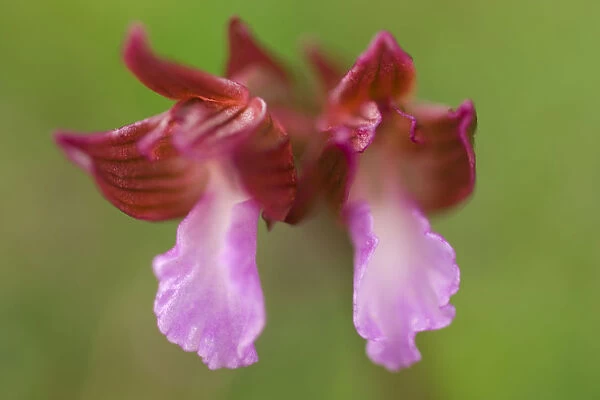 Butterfly orchid (Anacamptis papilionacea) close-up of flower, Gargano National Park