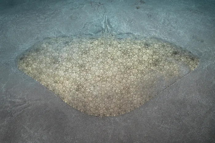 Framed Print : Butterfly ray (Gymnura altavela) camouflaged on seabed, Tenerife, Canary Islands, Atlantic Ocean Framed Print : Butterfly ray (Gymnura altavela) camouflaged on seabed, Tenerife, Canary Islands, Atlantic Ocean