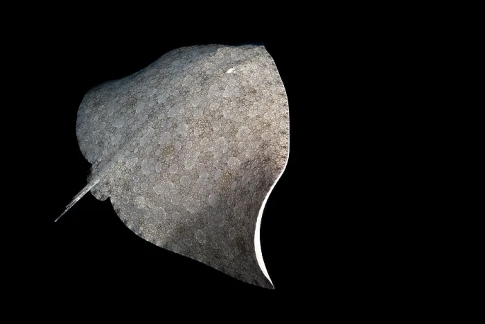 Framed Print : Butterfly ray (Gymnura altavela) swimming at night, Tenerife, Canary Islands, Atlantic Ocean Framed Print : Butterfly ray (Gymnura altavela) swimming at night, Tenerife, Canary Islands, Atlantic Ocean