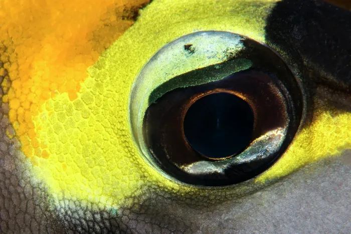 Framed Print : Butterflyfish (Chaetodon sp.) eye detail, Ras Muhammad National Park, Sinai Peninsula, Red Sea, Egypt Framed Print : Butterflyfish (Chaetodon sp.) eye detail, Ras Muhammad National Park, Sinai Peninsula, Red Sea, Egypt
