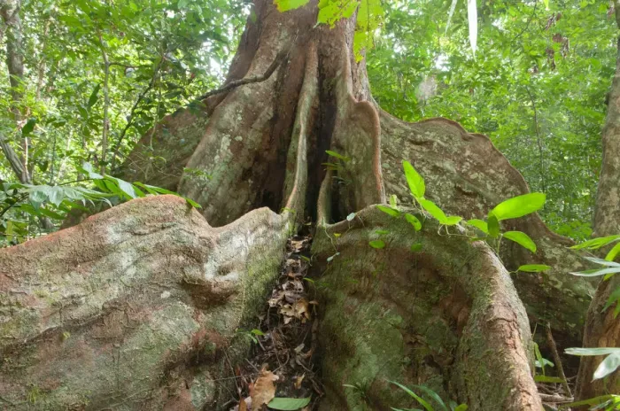 Framed Print : Buttress roots of rainforest tree, Loango National Park, Gabon Framed Print : Buttress roots of rainforest tree, Loango National Park, Gabon