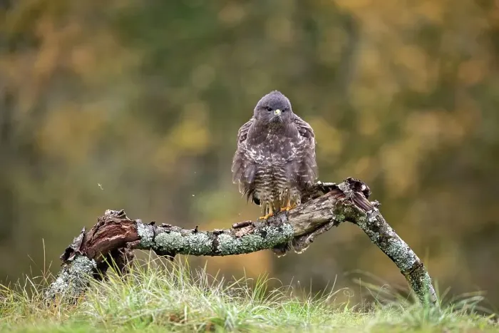 Framed Print : Buzzard (Buteo buteo) perched on a branch in autumn, Lorraine, France. November Framed Print : Buzzard (Buteo buteo) perched on a branch in autumn, Lorraine, France. November
