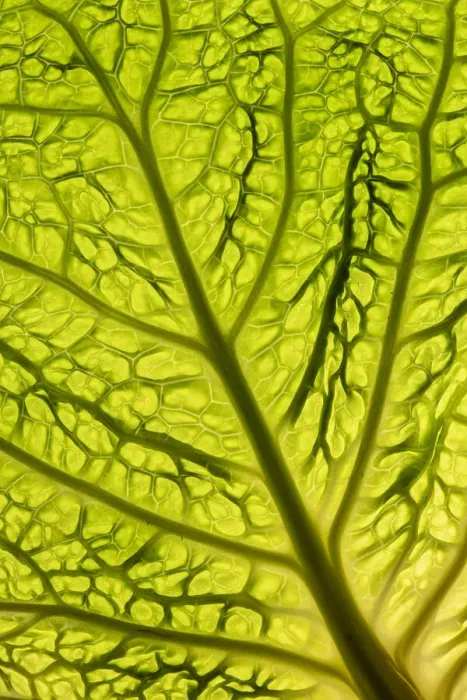 Framed Print : Cabbage (Brassica oleracea) leaf transilluminated showing vein detail Framed Print : Cabbage (Brassica oleracea) leaf transilluminated showing vein detail