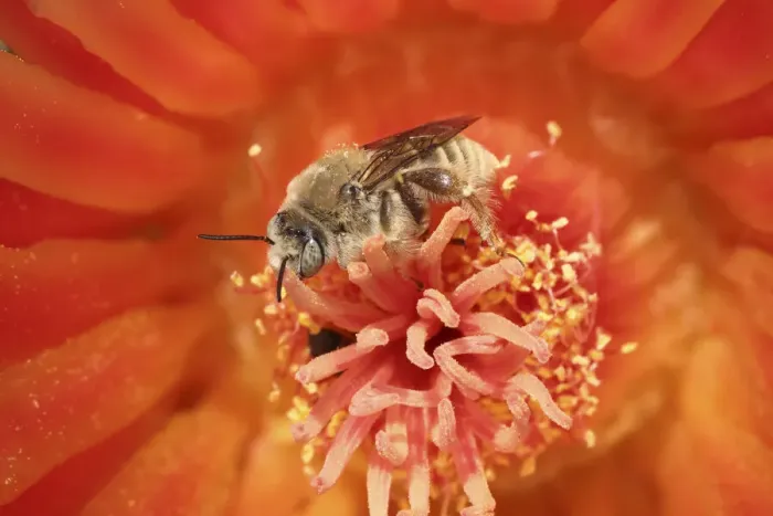 Framed Print : Cactus bees (Diadasia Rinconis) feeding on nectar and collecting pollen from Hedgehog cactus (Echinocereus) flower, Sonoran desert, Arizona, USA Framed Print : Cactus bees (Diadasia Rinconis) feeding on nectar and collecting pollen from Hedgehog cactus (Echinocereus) flower, Sonoran desert, Arizona, USA