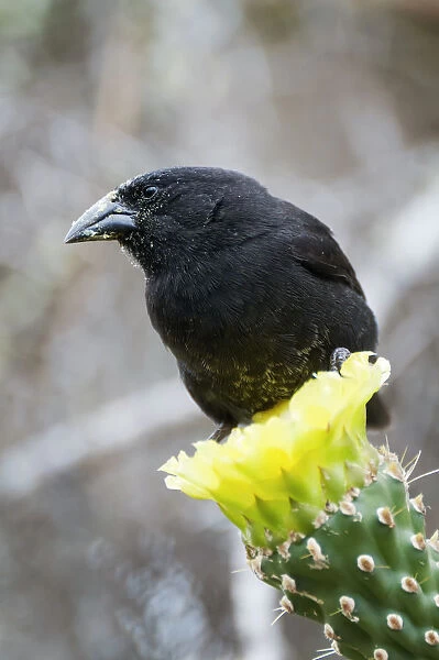 Cactus finch (Geospiza scandens) perched on cactus flower. Espanola, Galapagos Islands