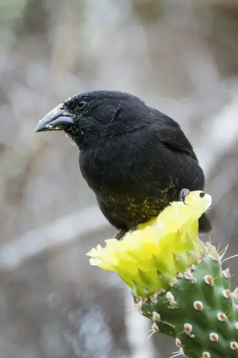 Framed Print : Cactus finch (Geospiza scandens) perched on cactus flower. Espanola, Galapagos Islands