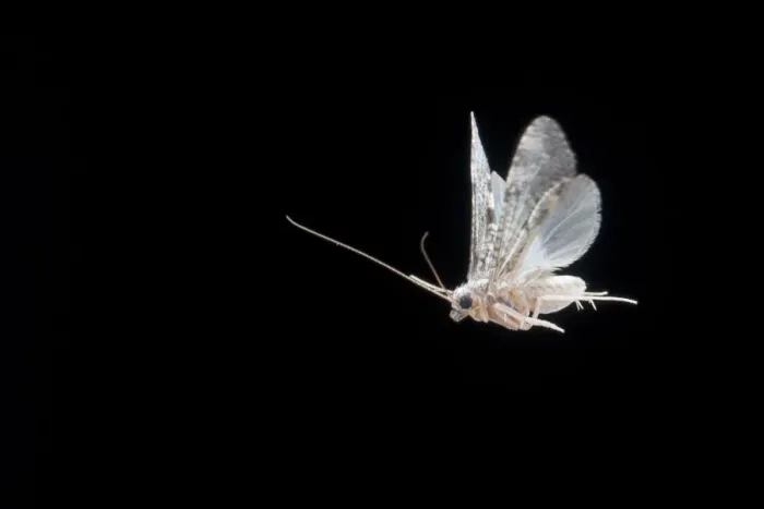 Framed Print : Caddisfly (Hydropsychidae) in flight and attracted to mercury vapour light, Lamar County Framed Print : Caddisfly (Hydropsychidae) in flight and attracted to mercury vapour light, Lamar County