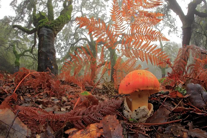 Framed Print : Caesar's mushroom (Amanita caesarea) growing among leaf litter in forest habitat, Los Alcornocales Natural Park, Cortes de la Frontera, southern Spain. December Framed Print : Caesar's mushroom (Amanita caesarea) growing among leaf litter in forest habitat, Los Alcornocales Natural Park, Cortes de la Frontera, southern Spain. December