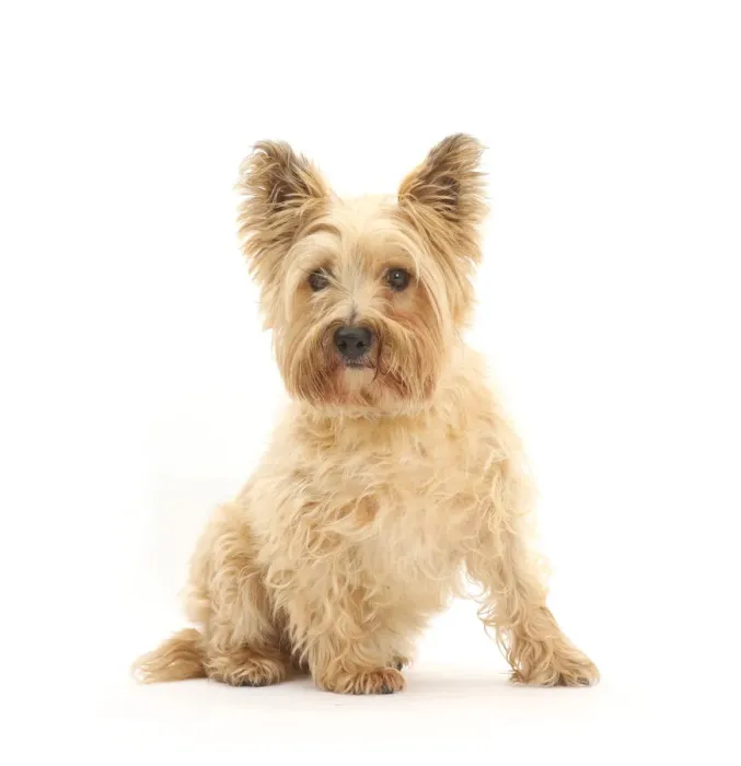 Framed Print : Cairn Terrier, sitting Framed Print : Cairn Terrier, sitting