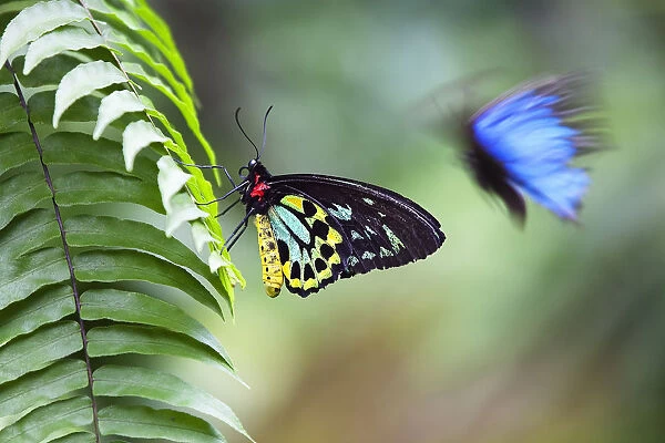 Cairns birdwing butterfly (Ornithoptera priamus) male on fern leaf and Blue Mountain