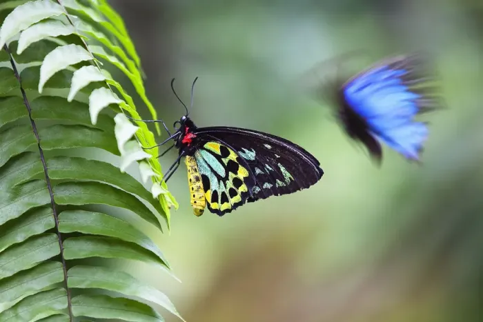 Framed Print : Cairns birdwing butterfly (Ornithoptera priamus) male on fern leaf and Blue Mountain