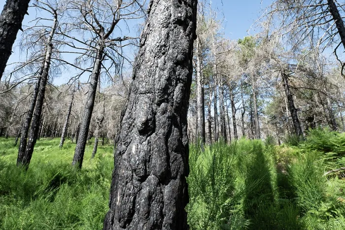 Framed Print : Calabrian pine (Pinus nigra laricio var. Calabrica) trees killed by forest fire in July 2023, Sila National Park, Calabria, Italy. June, 2024 Framed Print : Calabrian pine (Pinus nigra laricio var. Calabrica) trees killed by forest fire in July 2023, Sila National Park, Calabria, Italy. June, 2024