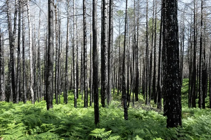 Framed Print : Calabrian pine (Pinus nigra laricio var. Calabrica) trees killed by forest fire in July 2023, Sila National Park, Calabria, Italy. June, 2024 Framed Print : Calabrian pine (Pinus nigra laricio var. Calabrica) trees killed by forest fire in July 2023, Sila National Park, Calabria, Italy. June, 2024