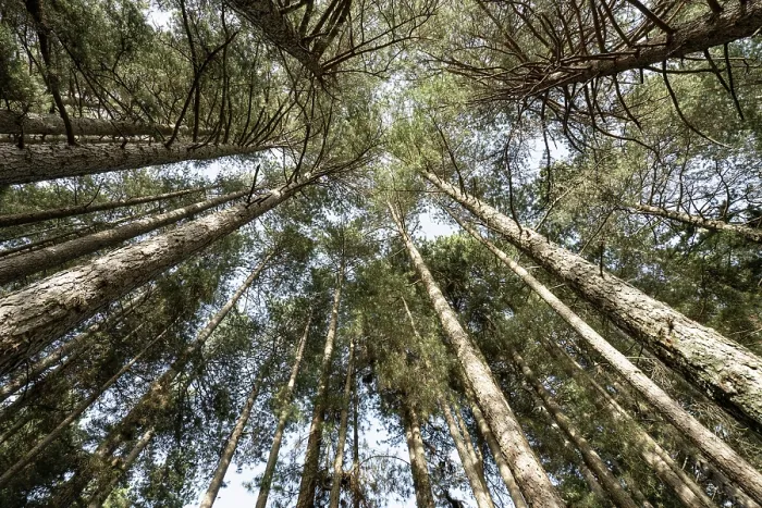 Framed Print : Calabrian pine (Pinus nigra laricio var. Calabrica) canopy, Sila National Park, Calabria, Italy. June Framed Print : Calabrian pine (Pinus nigra laricio var. Calabrica) canopy, Sila National Park, Calabria, Italy. June
