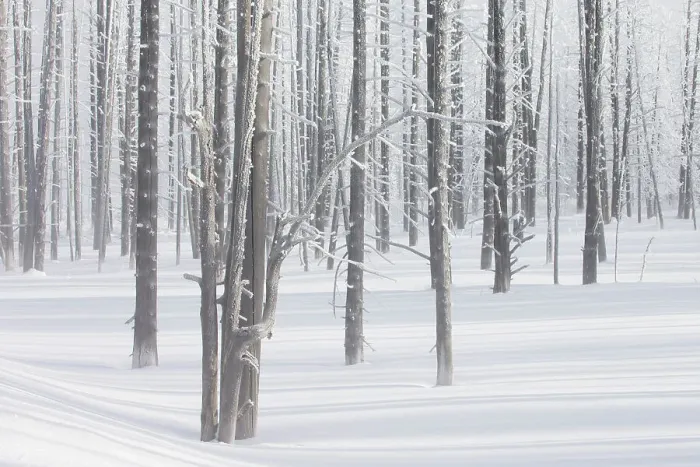 Framed Print : Calcified trees at Tangled Creek in winter, Yellowstone National Park, Wyoming, USA, February 2013