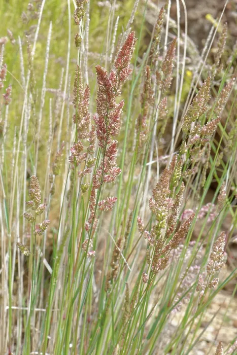 Framed Print : Caldera false oat-grass (Arrhenatherum calderae) clump flowering on volcanic ash, El Portillo Botanical Garden, Teide National Park, Tenerife, Canary Islands. May