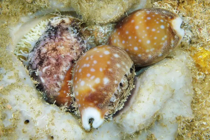 Framed Print : Calf cowries (Lyncina vitellus) laying an egg mass inside a sponge at night. Guam, Micronesia, Pacific Ocean Framed Print : Calf cowries (Lyncina vitellus) laying an egg mass inside a sponge at night. Guam, Micronesia, Pacific Ocean