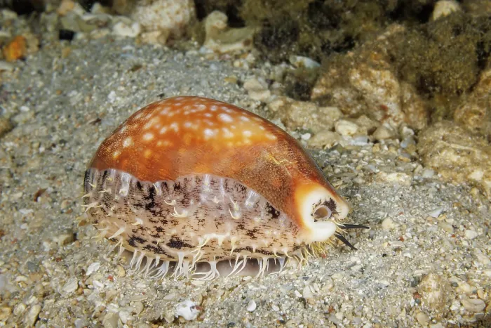 Framed Print : Calf cowry (Lyncina vitellus) on seabed, Guam, Micronesia, Pacific Ocean Framed Print : Calf cowry (Lyncina vitellus) on seabed, Guam, Micronesia, Pacific Ocean