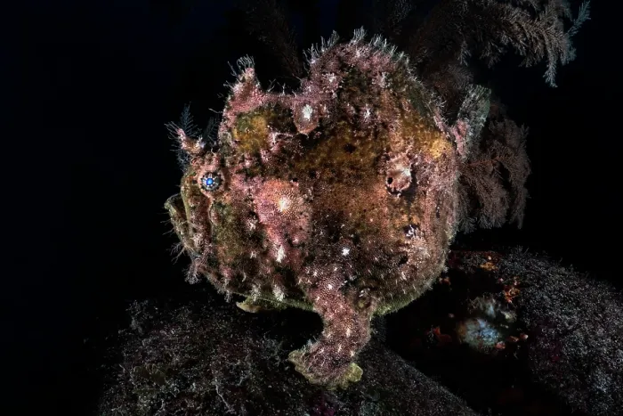 Framed Print : Calico frogfish (Fowlerichthys scriptissimus) portrait, Shizuoka Prefecture, Japan, Pacific Ocean Framed Print : Calico frogfish (Fowlerichthys scriptissimus) portrait, Shizuoka Prefecture, Japan, Pacific Ocean